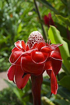 Tropical flower, Costa Rica, Central America