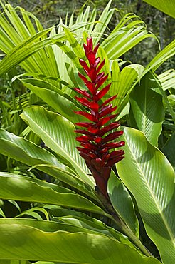 Ginger, Costa Rica, Central America