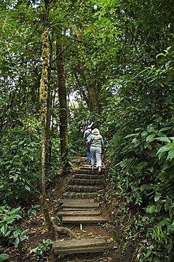 Monteverde Cloud Forest Reserve, Monteverde, Costa Rica, Central America