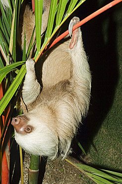 Sloth, Manuel Antonio, Costa Rica, Central America