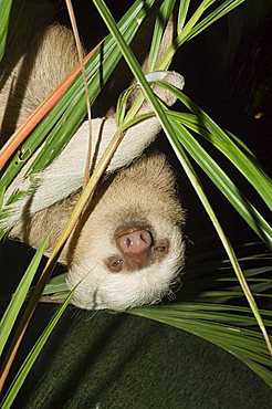 Sloth, Manuel Antonio, Costa Rica, Central America