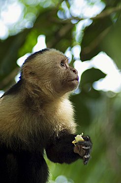 Capuchin or white faced monkey, Manuel Antonio Nature Reserve, Manuel Antonio, Costa Rica, Central America