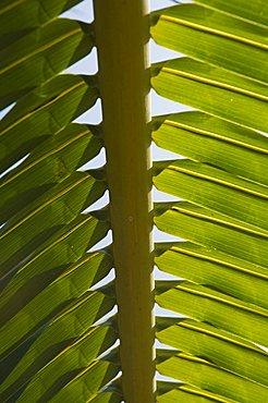 Palm leaf, Nicoya Pennisula, Costa Rica, Central America