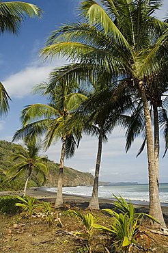 Palm trees on beach at Punta Islita, Nicoya Pennisula, Pacific Coast, Costa Rica, Central America