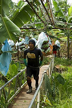 Transporting bananas from plantation, Costa Rica, Central America