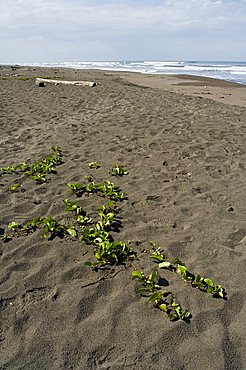 Tortuguero Beach, Caribbean Coast, Tortuguero National Park, Costa Rica, Central America