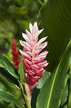 Ginger bloom in rainforest, Tortuguero National Park, Costa Rica, Central America