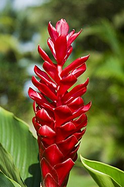 Ginger bloom in rainforest, Tortuguero National Park, Costa Rica, Central America