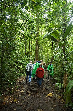 Walking in the rain forest, Tortuguero National Park, Costa Rica, Central America