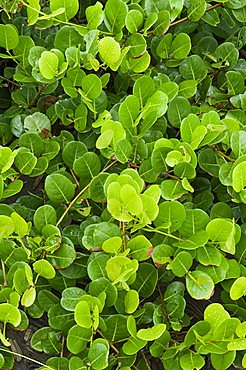 Beach vegetation on the edge of the rain forest, Tortuguero National Park, Costa Rica, Central America