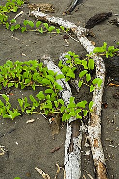 Beach vegetation on the edge of the rain forest, Tortuguero National Park, Costa Rica, Central America