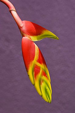 Heliconia flower, Costa Rica, Central America