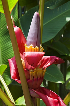 Banana plant flowers, Costa Rica, Central America