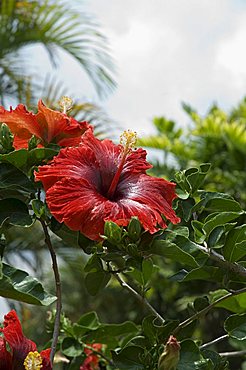 Red hibiscus flowers, Costa Rica, Central America