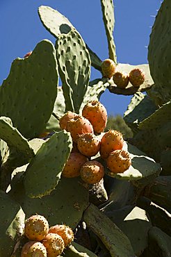 Prickly Pear cactus, Ithaka, Greece, Europe