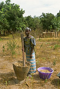 Pounding millet for flour, near Banjul, Gambia, West Africa, Africa