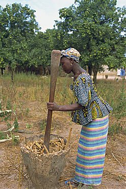 Pounding millet for flour, near Banjul, Gambia, West Africa, Africa