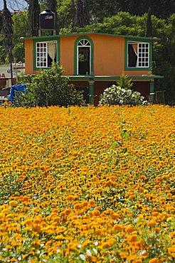 Flowers grown for the Day of the Dead, Oaxaca, Mexico, North America