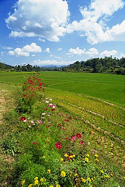 Toraja border area, Sulawesi, Indonesia, Southeast Asia, Asia