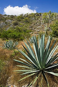 Agave cactus for making Mezcal, Oaxaca, Mexico, North America