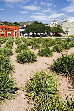 Agave plants used for making Mezcal, Oaxaca City, Oaxaca, Mexico, North America