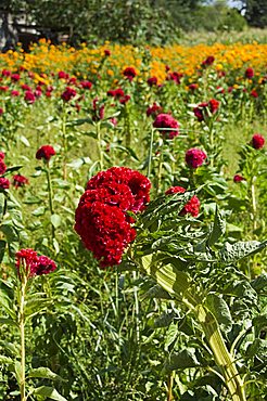 Flowers grown for the Day of the Dead, Oaxaca, Mexico, North America