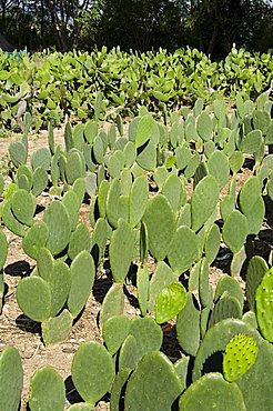 Cactus used to raise the Cochineal beetle for making red dye, Oaxaca, Mexico, North America 