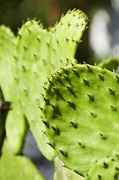 Pad of cactus used to raise the Cochineal beetle for making red dye, Oaxaca, Mexico, North America 