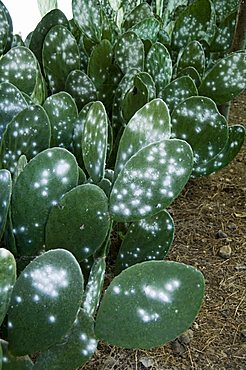 Infested pads of cactus used to raise the Cochineal beetle for making red dye, Oaxaca, Mexico, North America 