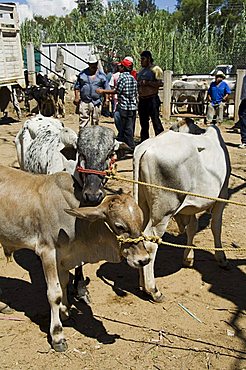 Livestock market, Zaachila, Oaxaca, Mexico, North America