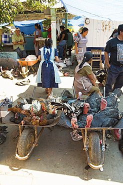 Turkeys for sale in the market, Zaachila, Oaxaca, Mexico, North America