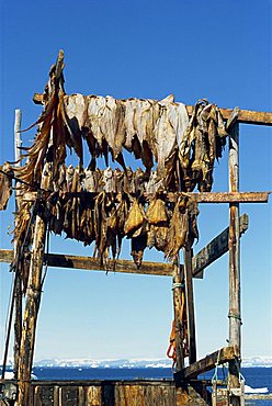 Fish drying for huskies to eat in winter, Ilimanaq, Ilulissat, Disko Bay, Greenland, Polar Regions