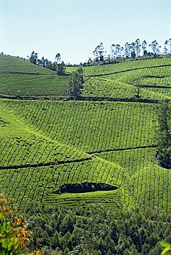 Tea estate near Munnar, Kerala state, India, Asia