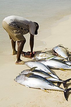 Fisherman gutting catch on beach at Santa Maria on the island of Sal (Salt), Cape Verde Islands, Africa