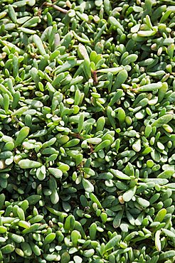 Ground cover, Santa Maria, Sal (Salt), Cape Verde Islands, Africa