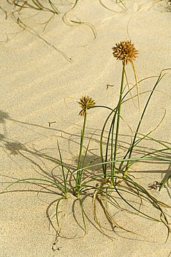 Praia de Chaves (Chaves Beach), Boa Vista, Cape Verde Islands, Africa