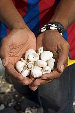 Shells found on beach, Sao Vicente, Cape Verde Islands, Africa