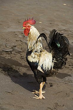 Cockerel on beach at Cidade Velha, Santiago, Cape Verde Islands, Africa