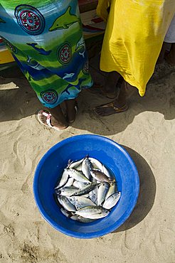 Fresh fish just caught, Tarrafal, Santiago, Cape Verde Islands, Africa