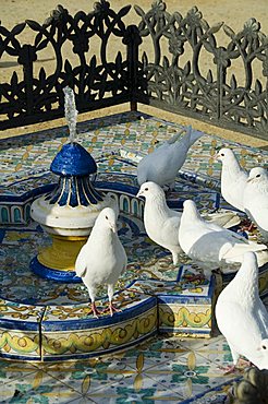 Pigeons at Plaza de America, Parque Maria Luisa, Seville, Andalusia, Spain, Europe