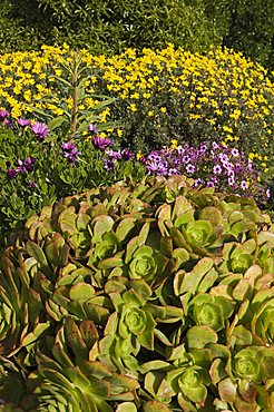 The Abbey Gardens, Tresco, Isles of Scilly, off Cornwall, United Kingdom, Europe