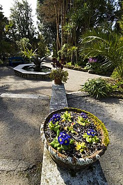 The Abbey Gardens, Tresco, Isles of Scilly, off Cornwall, United Kingdom, Europe