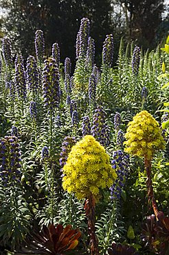 The Abbey Gardens, Tresco, Isles of Scilly, off Cornwall, United Kingdom, Europe