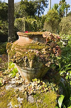 The Abbey Gardens, Tresco, Isles of Scilly, off Cornwall, United Kingdom, Europe