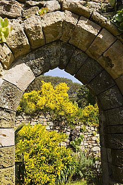 The Abbey Gardens, Tresco, Isles of Scilly, off Cornwall, United Kingdom, Europe