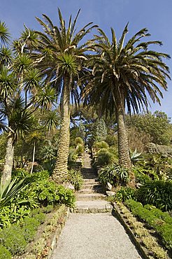 The Abbey Gardens, Tresco, Isles of Scilly, off Cornwall, United Kingdom, Europe