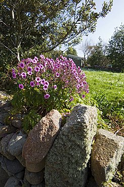 Bryer (Bryher), Isles of Scilly, off Cornwall, United Kingdom, Europe