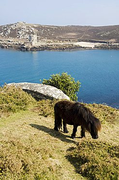 Bryer (Bryher), Isles of Scilly, off Cornwall, United Kingdom, Europe