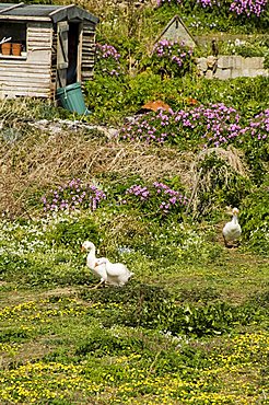 Bryer (Bryher), Isles of Scilly, off Cornwall, United Kingdom, Europe