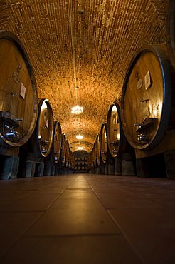 Wine casks in the wine cellars of the Villa Vignamaggio, a wine producer whose wines were the first to be called Chianti, near Greve, Chianti, Tuscany, Italy, Europe